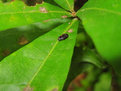 Brachys ovatus