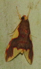 Trichromia