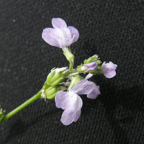 Linaria texana