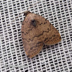 Anachrostis