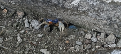 Blue Land Crab