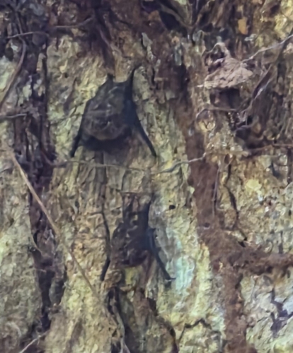 Lesser Sac-winged Bat (Saccopteryx leptura)