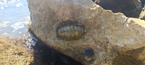 West Indian Fuzzy Chiton