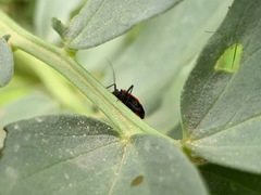 Dionconotus neglectus