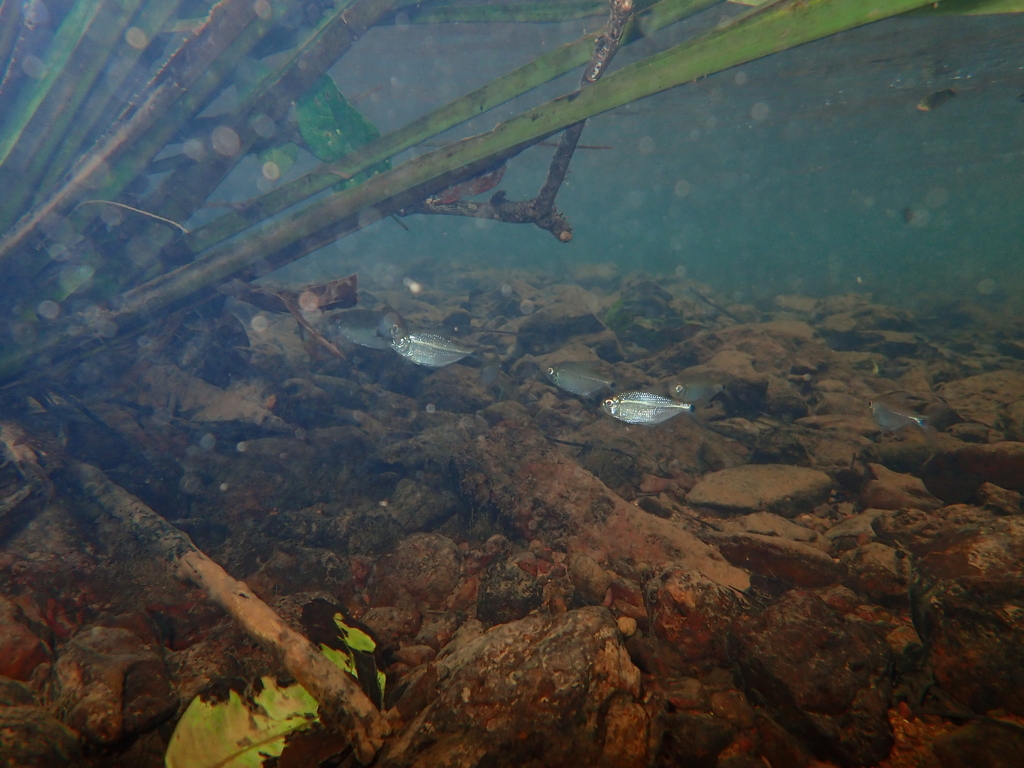 Surinam tetra (Moenkhausia surinamensis) — Characidae