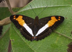 Adelpha delinita