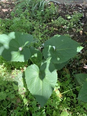 Lunaria annua