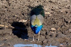 Pavo cristatus