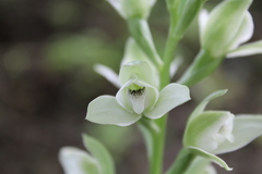 Chloraea membranacea