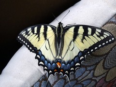 Papilio glaucus