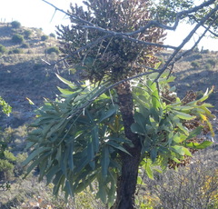 Cussonia paniculata paniculata