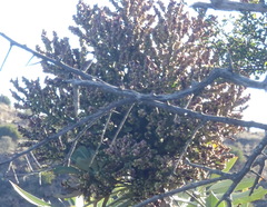 Cussonia paniculata paniculata