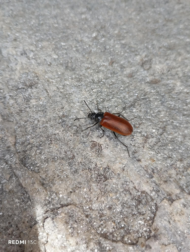Cteniopodini