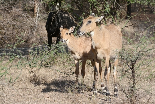 Nilgai