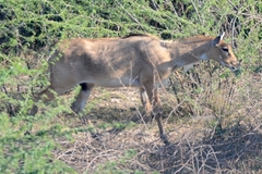 Boselaphus tragocamelus