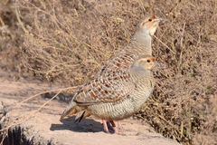 Ortygornis pondicerianus