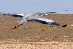 Ardea cinerea