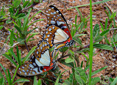 Graphium angolanus angolanus