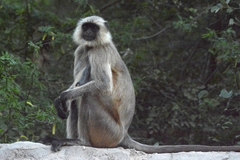 Semnopithecus entellus