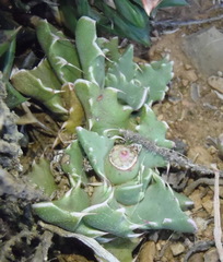 Faucaria bosscheana