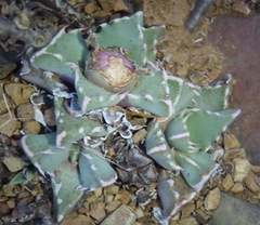 Faucaria bosscheana