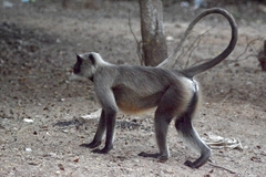 Semnopithecus entellus