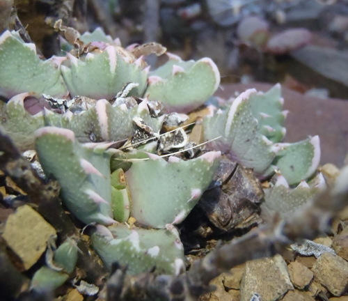 Image of Faucaria bosscheana by (c) Nicola van Berkel, some rights reserved (CC BY-SA)