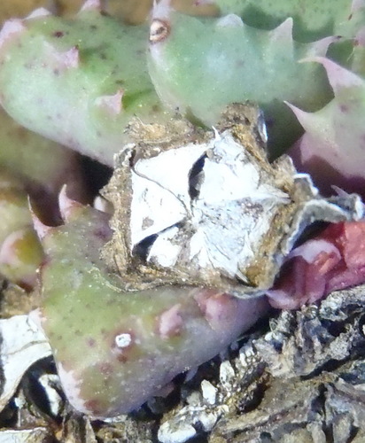 Faucaria bosscheana (Faucaria bosscheana)