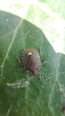 Holcostethus sphacelatus