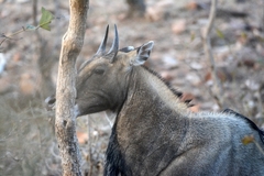 Boselaphus tragocamelus