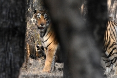 Panthera tigris tigris