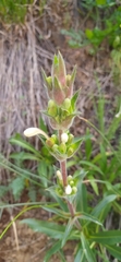 Morina kokanica (Morina kokanica)