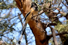 Dendrocitta vagabunda