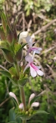 Morina kokanica, photograph Алексей Ябс, CC0, iNaturalist via GBIF