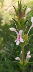 Morina kokanica, photograph Алексей Ябс, CC0, iNaturalist via GBIF