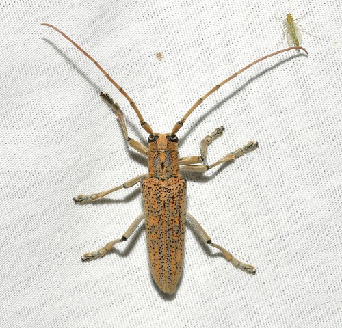 Poplar Borer photo 4