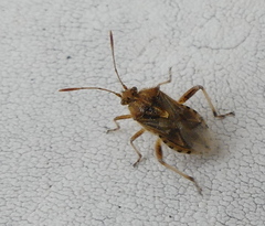 Stictopleurus scutellaris
