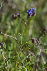 Phacelia tanacetifolia