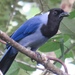 Violaceous Jay - Photo (c) Bill Hagan, some rights reserved (CC BY-NC)