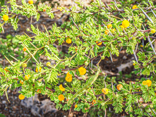 Vachellia tortuosa, photograph 3
