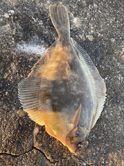Limanda limanda