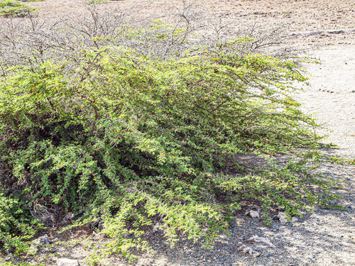Vachellia tortuosa, photograph 2