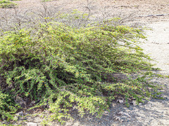 (c) rainerburkard, some rights reserved (CC BY) Vachellia tortuosa, photograph (c) rainerburkard, some rights reserved (CC BY)