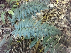 Polystichum neozelandicum
