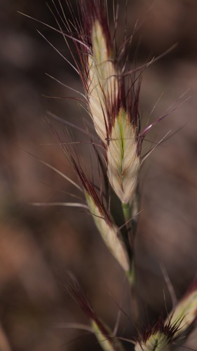 Bromus danthoniae iNat (2)