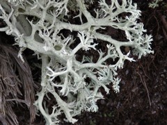 Cladonia submitis