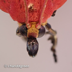 Arctioblepsis rubida