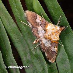 Aetholix flavibasalis