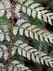 Polystichum silvaticum