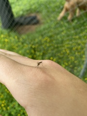 Ochlerotatus